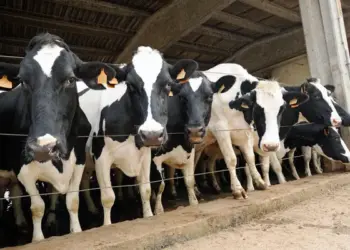 У приміщенні для тварин обов’язково мають бути вікна. Сонячне світло впливає не лише на настрій, а й на вироблення вітаміну D, який важливий для формування кісток. Фото: dn.create.vista.com