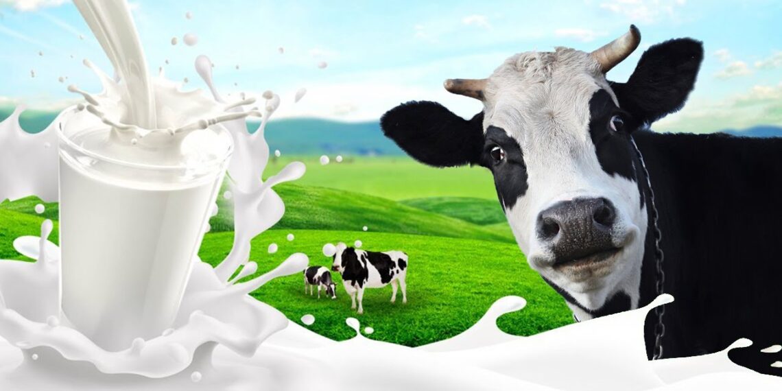 Головна причина псування молока – забруднення. Усе починається з моменту доїння. Фото: i.ytimg.com