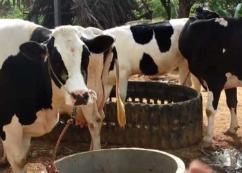 Найкраще, коли тварина має постійний і вільний доступ до води. Фото: junkstore.com.ua