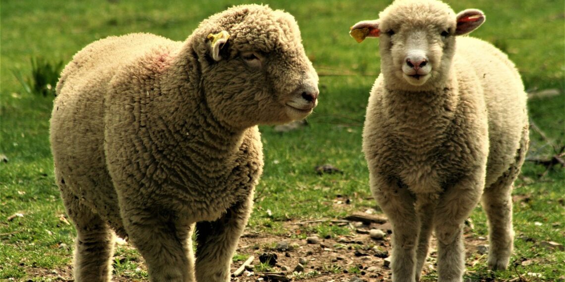 Вівці люблять простір, вони повинні багато ходити. Фото: pixabay.com