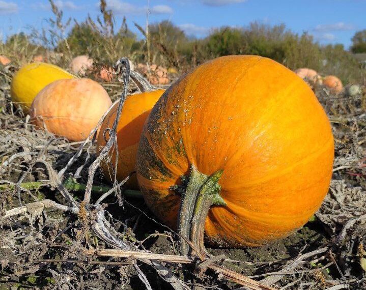Гарбуз корисний для профілактики серцево-судинних захворювань, анемії та ожиріння. Фото: zemliak.com