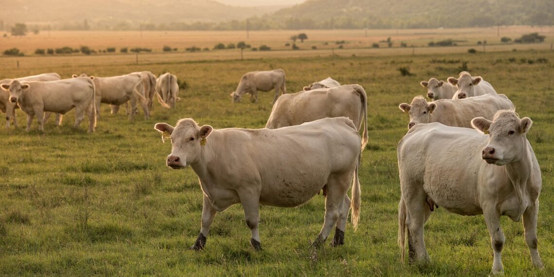 Найвищу молочну віддачу корови демонструють у віці від п’яти до восьми років. Фото: pixabay.com