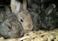 Скупченість, підвищена вологість, протяги, погана вентиляція, нестача якісного корму й вітамінів значно послаблюють імунітет кролів, роблячи їх більш сприйнятливими до інфекції. Фото: animalpark.com.ua