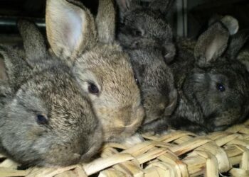 Скупченість, підвищена вологість, протяги, погана вентиляція, нестача якісного корму й вітамінів значно послаблюють імунітет кролів, роблячи їх більш сприйнятливими до інфекції. Фото: animalpark.com.ua