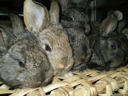 Скупченість, підвищена вологість, протяги, погана вентиляція, нестача якісного корму й вітамінів значно послаблюють імунітет кролів, роблячи їх більш сприйнятливими до інфекції. Фото: animalpark.com.ua