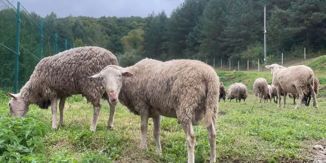 Неподалік Золочева у селі Підгір’я отець Михайло з дружиною створили ферму, яку назвали педагогічною. Фото з архіву отця Михайла.