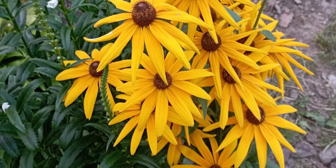 Рудбекія – яскравий декоративний акцент у квітнику. Фото квітникарки.