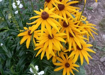 Рудбекія – яскравий декоративний акцент у квітнику. Фото квітникарки.