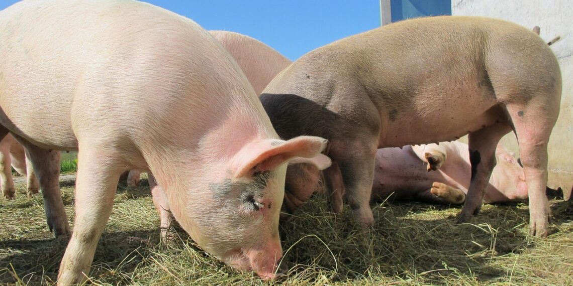 Кормова індустрія вигадала чимало варіантів кормових добавок, які істотно прискорюють темпи росту, покращують показники перетравності корму, зменшують ризик розладів травної системи. Фото: pixabay.com