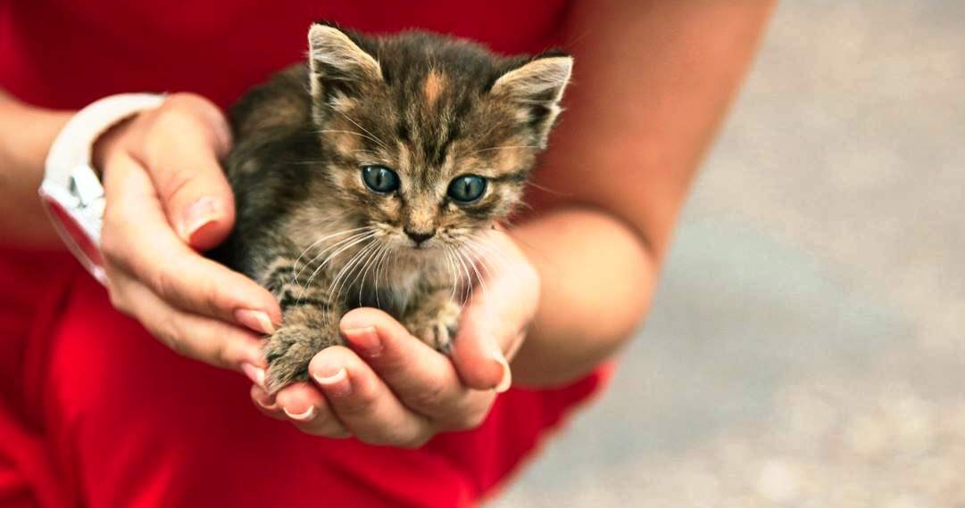 Милосердя – невід’ємна частина нашої віри. Людина з кам’яним серцем не може увійти в Небесну Обитель. Фото: dpss-ks.gov.ua