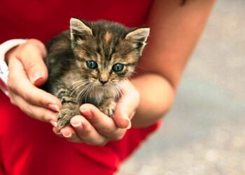 Милосердя – невід’ємна частина нашої віри. Людина з кам’яним серцем не може увійти в Небесну Обитель. Фото: dpss-ks.gov.ua