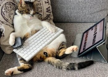 Тварини завжди поруч з нами. Вони не можуть висловити своїх почуттів словами, але через поведінку та взаємодію з людьми показують свою вдячність і прив’язаність. Фото: ukr.media