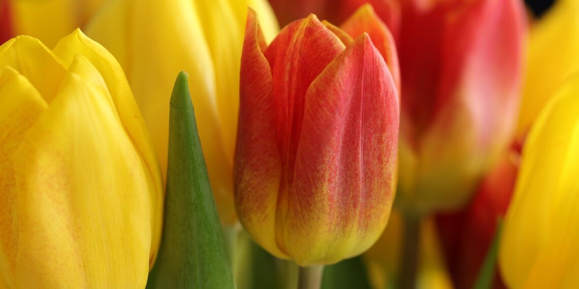 Ділянка для тюльпанів має бути добре освітлена, рівна, без застою води та протягів. Фото: cdn.pixabay.com