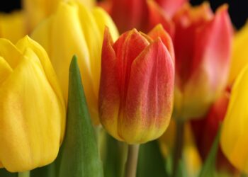 Ділянка для тюльпанів має бути добре освітлена, рівна, без застою води та протягів. Фото: cdn.pixabay.com