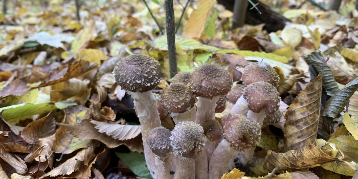 Бабуся дбайливо прикривала грибочки сухим листям – подалі від людських очей. Фото автора.