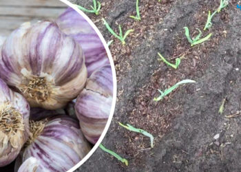 Часник, посаджений восени, за теплої погоди може прорости. Однак це не означає, що майбутній урожай втрачений. Фото: news.agro-center.com.ua