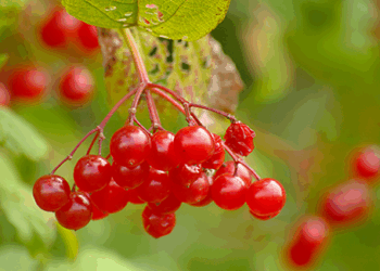 Калинове розмаїття. Фото: dobrodar.ua