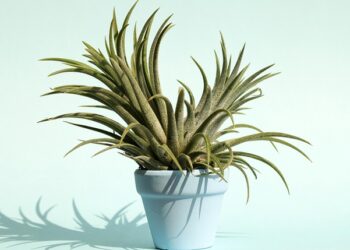 Фото: pixabay.com