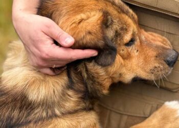 Попри велику війну, зооволонтери не відмовилися від основної своєї стратегії: жодну тварину після лікування і реабілітації не залишають на вулиці. Фото зі сторінки фонду у фейсбуці.