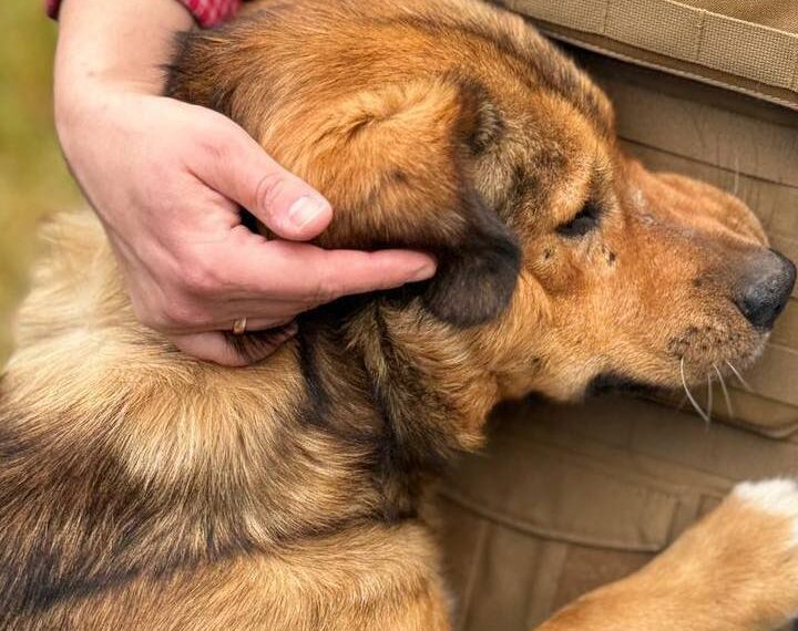 Попри велику війну, зооволонтери не відмовилися від основної своєї стратегії: жодну тварину після лікування і реабілітації не залишають на вулиці. Фото зі сторінки фонду у фейсбуці.