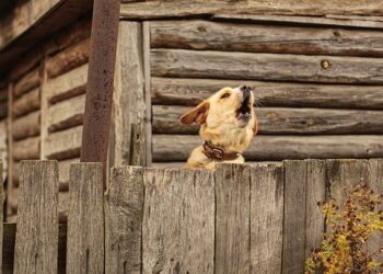 Пес Барсик одразу ж навчився відхиляти хвіртку лапою... Фото ілюстративне: pixabay.com