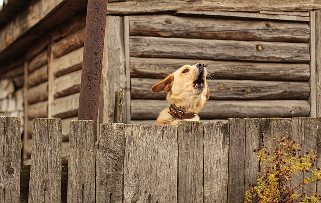 Пес Барсик одразу ж навчився відхиляти хвіртку лапою... Фото ілюстративне: pixabay.com