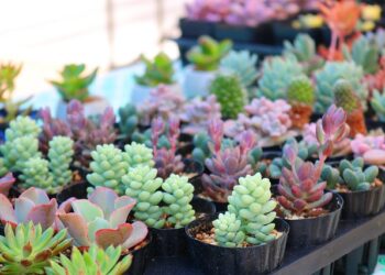 Фото: pixabay.com