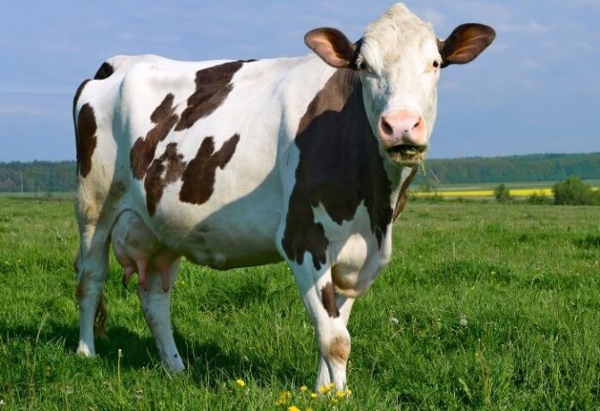 Фото: pogliad.ua