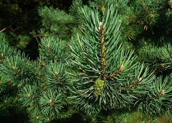 Хвойні дерева вдома протримаються довше, якщо про них потурбуватися. Фото: pixabay.com