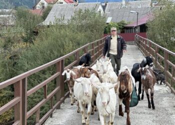 Священник тримає кіз зааненської та англо-нубійської порід. Фото з архіву священника. Фото з архіву священника.