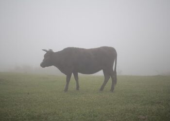 На тому місці, де зазвичай чоловік припинав корову, він завжди залишав припін. Фото ілюстративне: pixabay.com