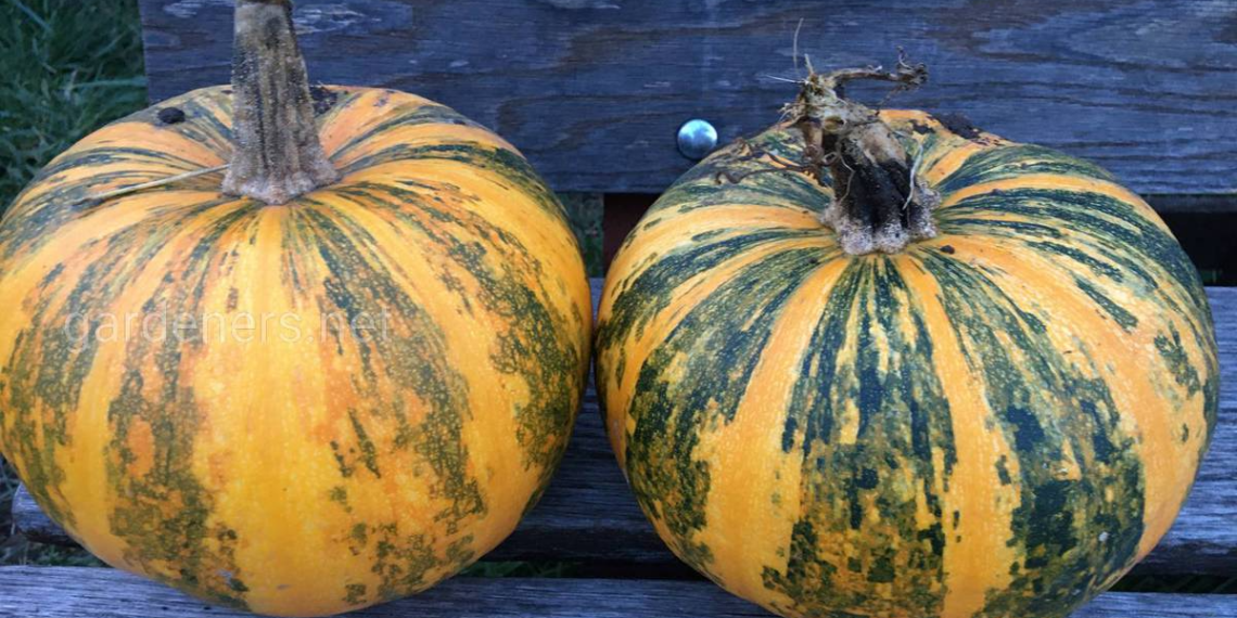 Одна рослина утворює 2-3 плоди. За належної підготовки насіння і гарної погоди – то й до 7. Але якщо хочете великий гарбуз, то залишайте один плід на рослину. Фото: vsn.ua