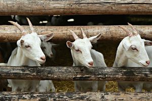 Холодної пори року раціон годівлі кіз становлять три продукти: соковиті корми, грубі корми і вітамінно-мінеральні добавки. Фото: pixabay.com