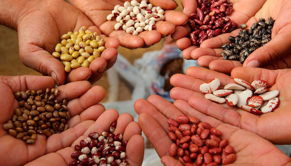 Надійніше купувати насіння у спеціалізованому магазині, де завжди широкий асортимент і якісний товар. Фото: semena.in.ua