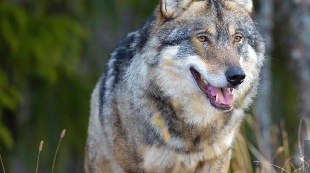 Згідно зі слов’янським гороскопом, цей рік обіцяє унікальні можливості кожному, хто готовий слухати предків та діяти сміливо. Фото: istockphoto.com