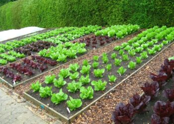 Найголовніше правило: не можна садити поруч чи одне після іншого «родичів». Фото: berloga.zt.ua