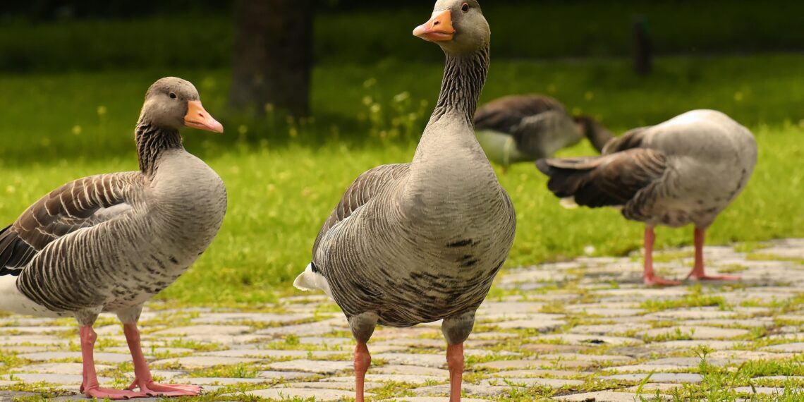Гуси від природи мають міцний імунітет, що дозволяє їм досить рідко хворіти. Фото: pixabay.com