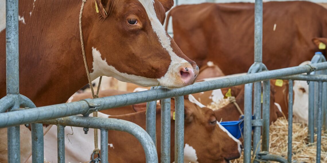 Дійна корова віддає з кожним літром молока кілька грамів солі, і цю втрату обов’язково потрібно компенсувати. Фото: pixabay.com
