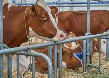 Дійна корова віддає з кожним літром молока кілька грамів солі, і цю втрату обов’язково потрібно компенсувати. Фото: pixabay.com