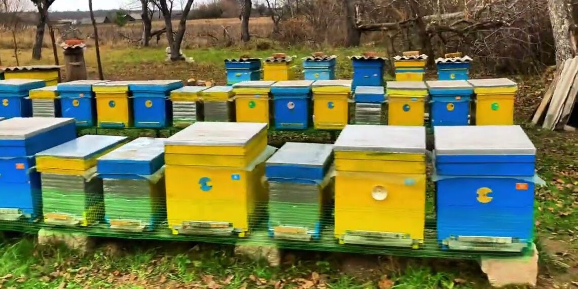 Синиці та дятли – гості небажані на пасіці лише у період з пізньої осені до весни – доти, поки бджоли не почнуть вести себе активно. Фото: i.ytimg.com