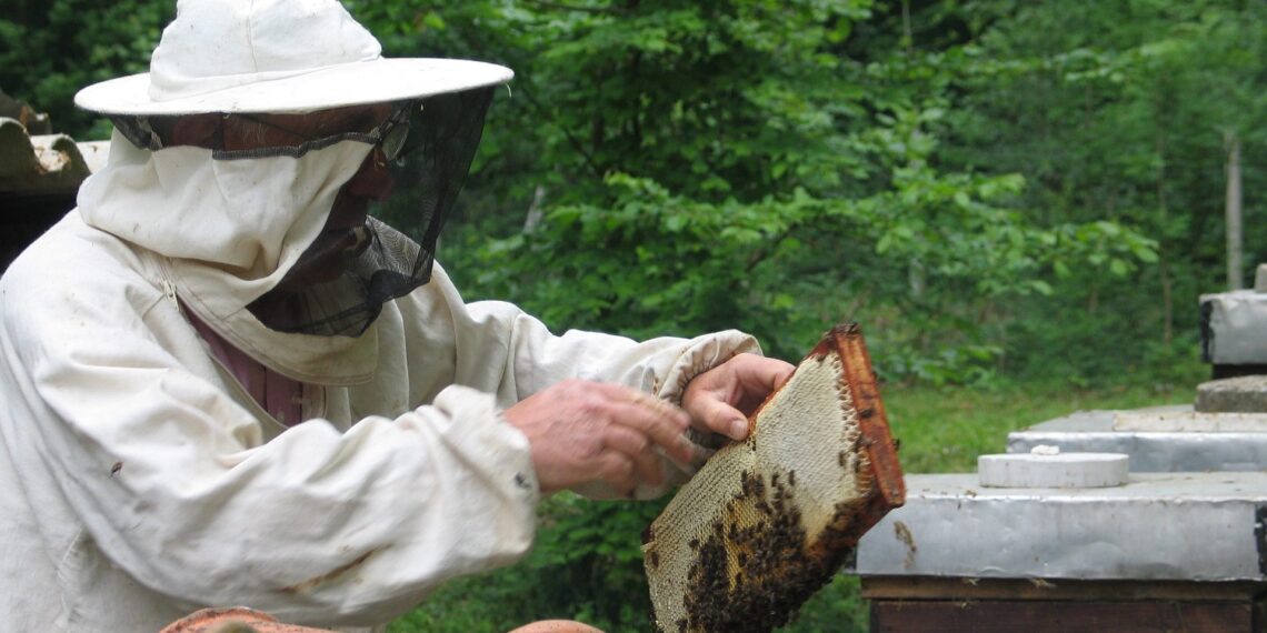 Використання природних медоносів заповнює безвзятковий період. Фото: pixabay.com