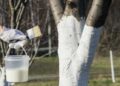 Біла фарба на стовбурах і скелетних гілках відштовхує сонячні промені, захищає кору від перегріву й не дозволяє деревам невчасно прокинутися. Фото: landlord.ua