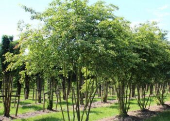 Дотримуватися правильного сусідства варто й під час висадки дерев і кущів. Фото: ukr.media