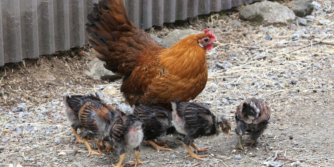 У середньому курка висиджує яйця 21 день. Фото: pixabay.com