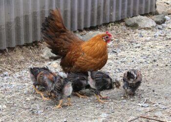 У середньому курка висиджує яйця 21 день. Фото: pixabay.com