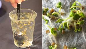 Для посіву на розсаду бажана схожість не нижче 60-70 відсотків. Фото: encrypted-tbn0.gstatic.com