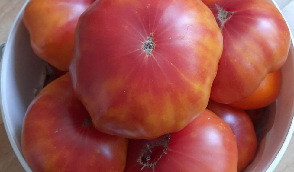 До фото: Сорт Вірджинії солодощі завоював велику популярність за свій незвичайний солодкий і ароматний смак. Фото автора.