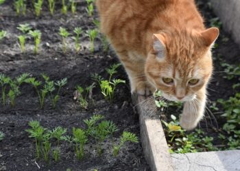 Не завадить обприскати рослини, що постраждали від затоплення, будь-яким стимулятором росту за інструкцією. Фото ілюстративне: pixabay.com
