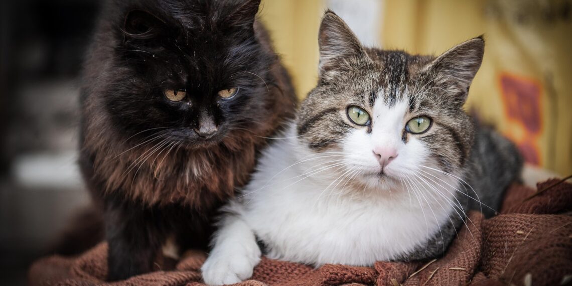 У поведінці хворої тварини нерідко з’являється агресія або навпаки – незвична лякливість. Це спосіб захиститися, коли організм слабшає. Фото: pixabay.com