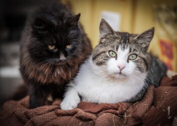 У поведінці хворої тварини нерідко з’являється агресія або навпаки – незвична лякливість. Це спосіб захиститися, коли організм слабшає. Фото: pixabay.com